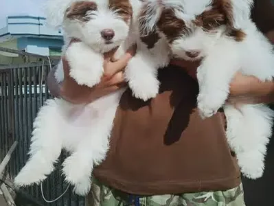 maltise pups