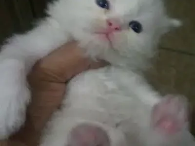 persian tripal cotted sami punch face white kittens