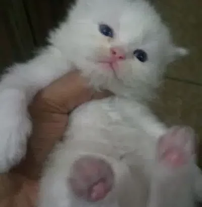 persian tripal cotted sami punch face white kittens