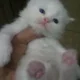 persian tripal cotted sami punch face white kittens
