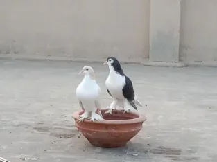 sharazi pigeon