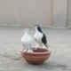 sharazi pigeon