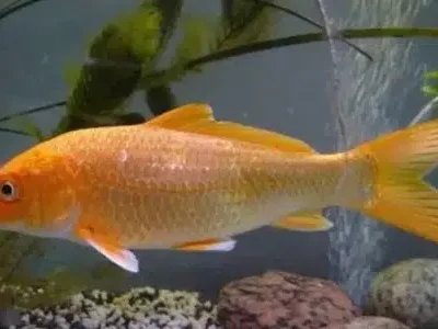 Diamond Koi long tail