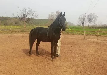 heavy mushka Stallion