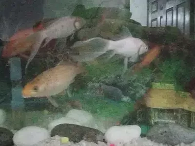 Equarium 2.5 Feet /1 feet 10/10 Condition