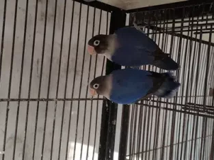 Lovebird breeder pair