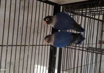 Lovebird breeder pair