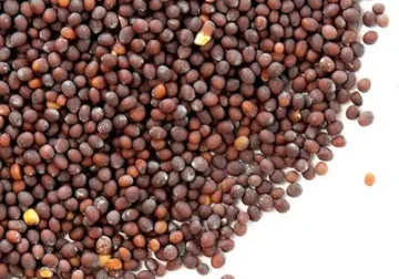 Sarson (mustards ) seeds