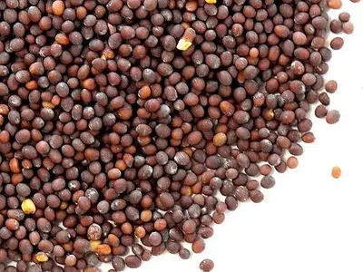 Sarson (mustards ) seeds