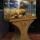 Wooden Aquarium