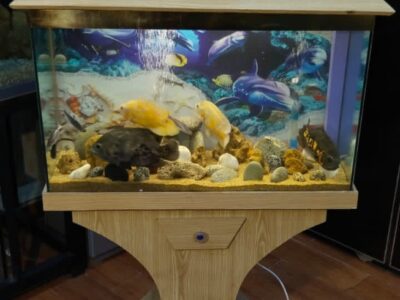 Wooden Aquarium