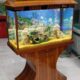 Fancy Wooden Aquarium