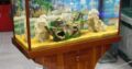 Fancy Wooden Aquarium