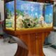 Fancy Wooden Aquarium