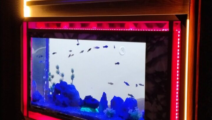 Infinity wall fitted aquarium