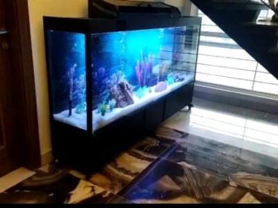 Monster tank fancy aquarium