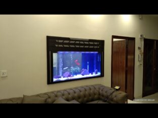 Best wall fitted aquarium