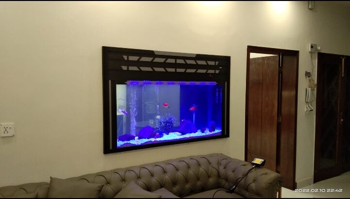 Best wall fitted aquarium