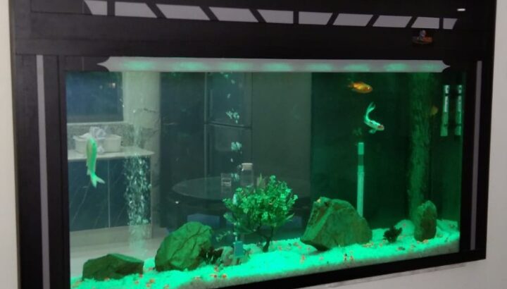 Best wall fitted aquarium