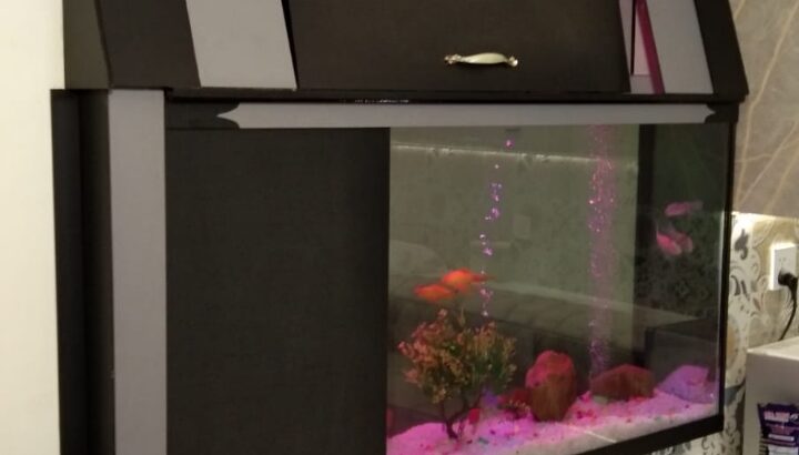 Best wall fitted aquarium