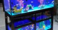 Triple breeding aquarium system