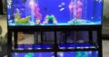 Triple breeding aquarium system