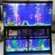 Triple breeding aquarium system